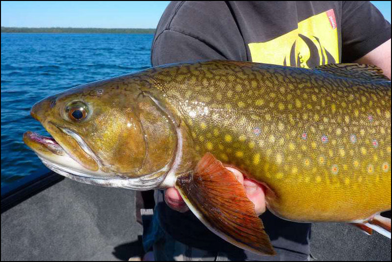 SUNNY NORTHERN SPECKLES.