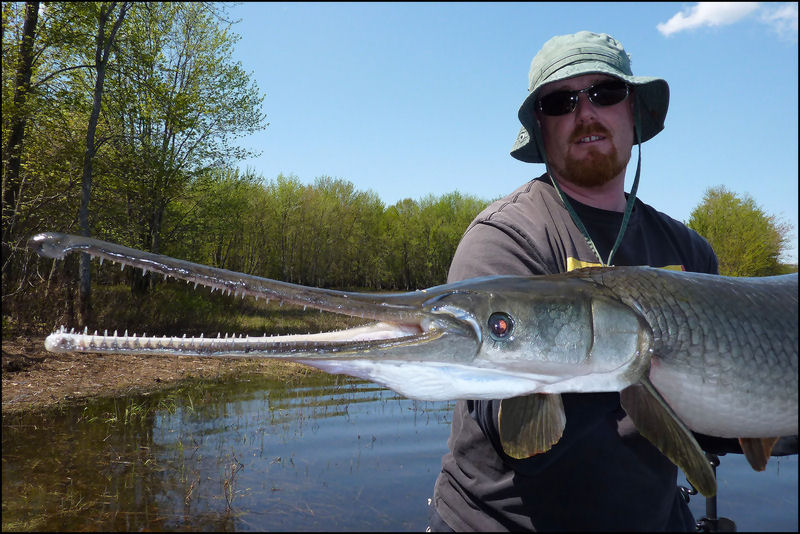 A GIANT OTTAWA RIVER GAR.