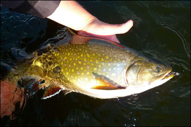 “SPECK TRUCKIN’!!!”