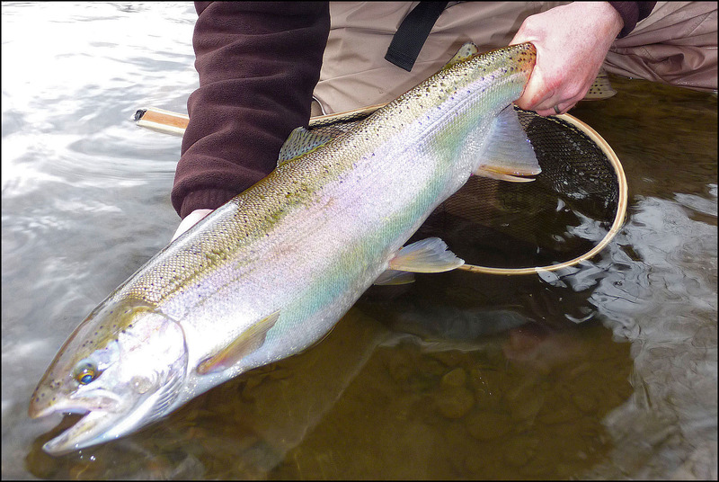 FISHIN’ DEM PURDY LIL’ STEELHEADED RAINBOW TROUT.