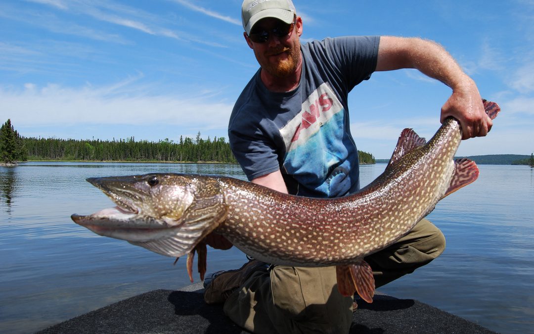 A SOLO ROADY NORTH III. “The New Fly Fisher.”