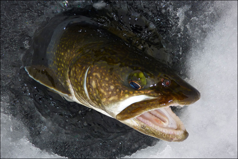 POSSESSED BY THE GREY.