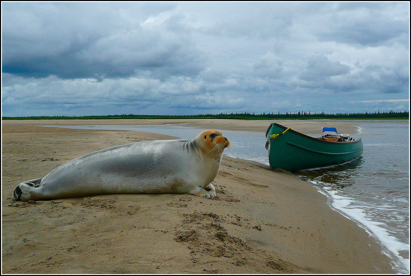 THE SEAL ANGLERS OF BUSHY.