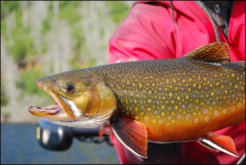 A SPECKLED NIP RIPPIN’