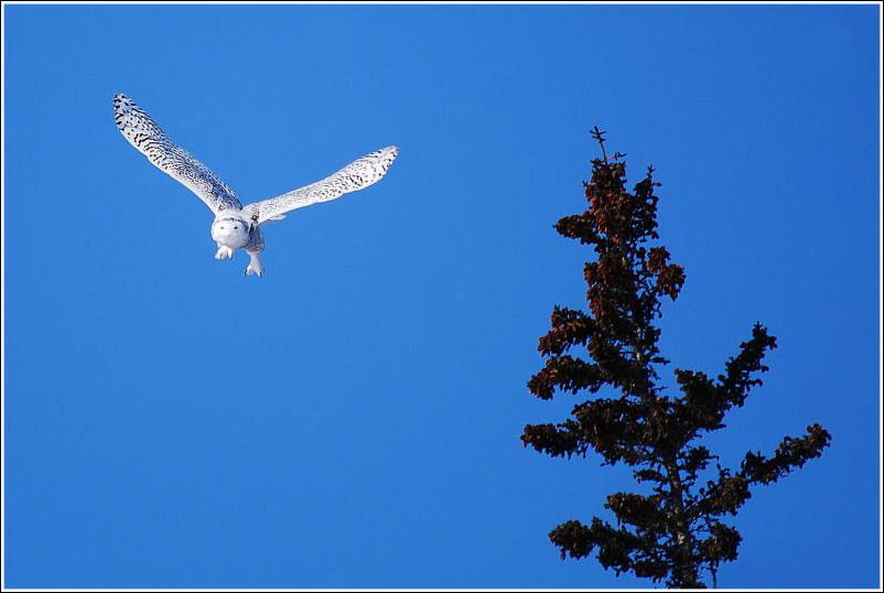 ATTAWAPISKAT TAIGA TREK.