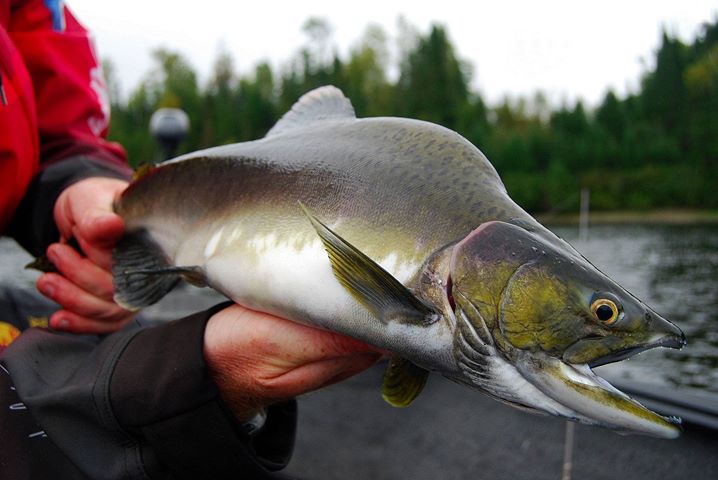 HUMPBACKS, HALOS & MISTY MAPLE MOONSHINE.