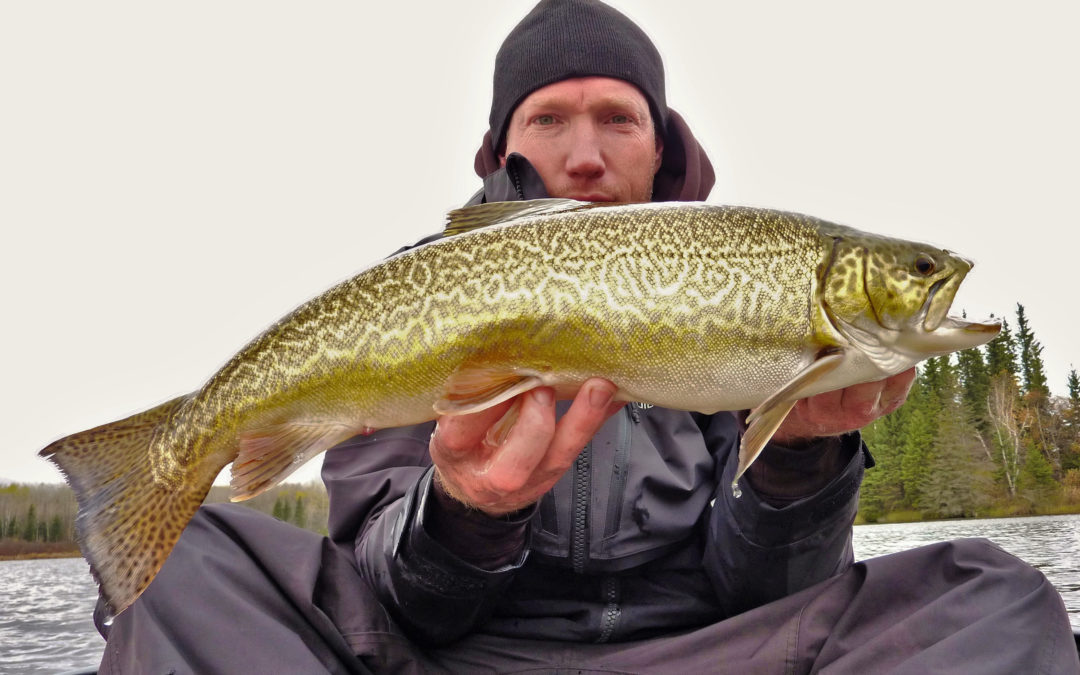 MANITOBA’S TROPHY TIGER TROUT… by Mikey.