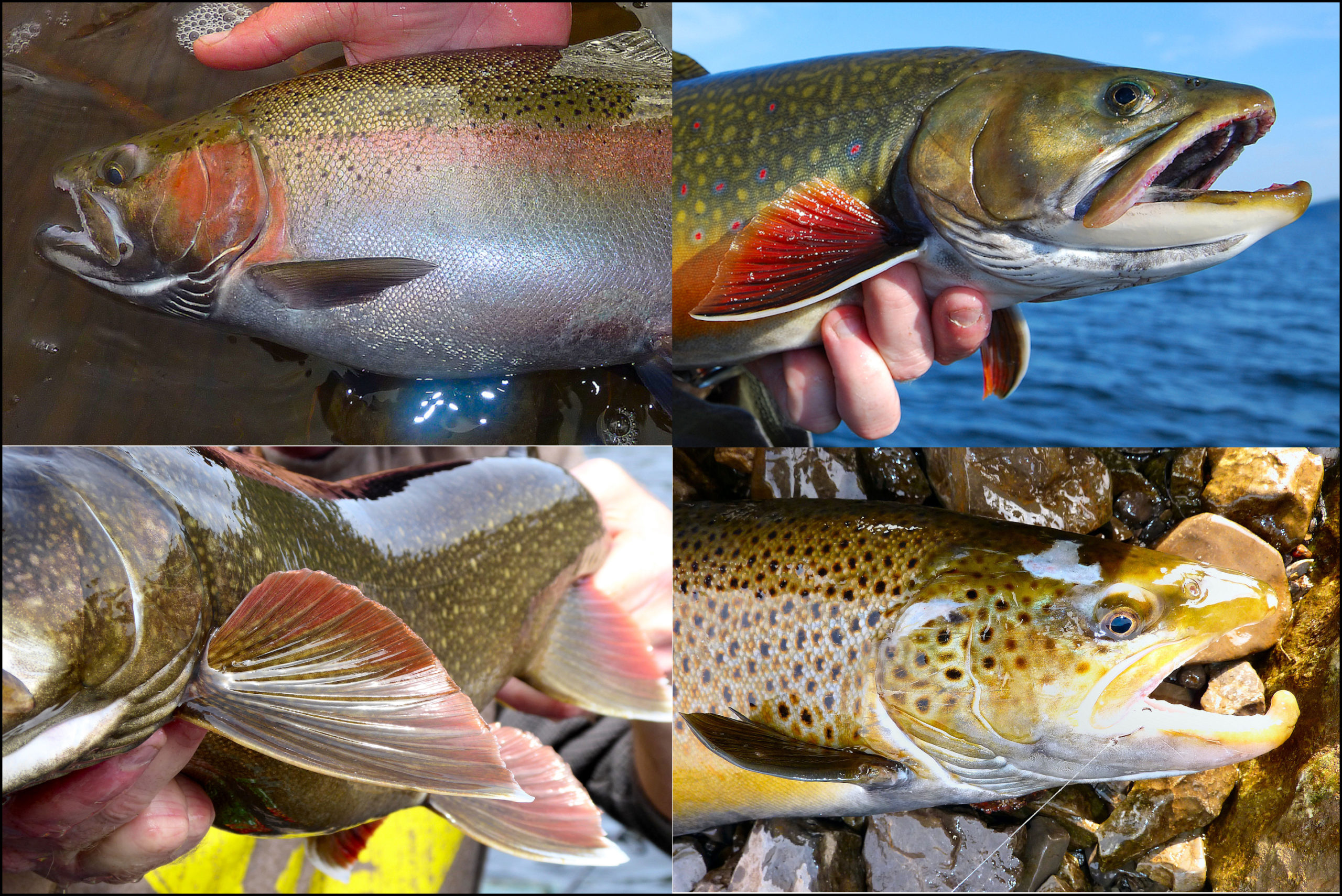 SPRING TROUT ANGLING ADDICTION.